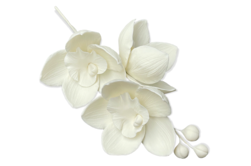 Orchidea 